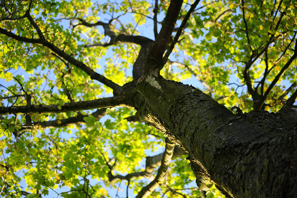 Tree Service | Skagit County Tree Service